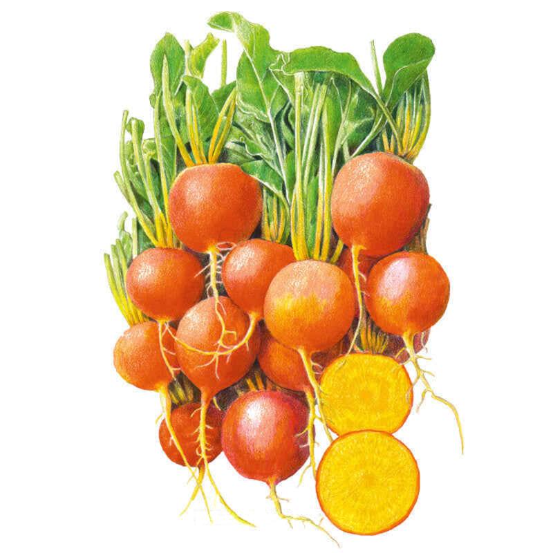 Botanical Interests Golden Boy Beet Seeds