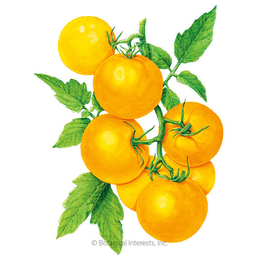 Golden Jubilee Pole Tomato Seeds