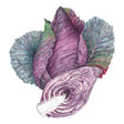 Red Power Cabbage Seeds
