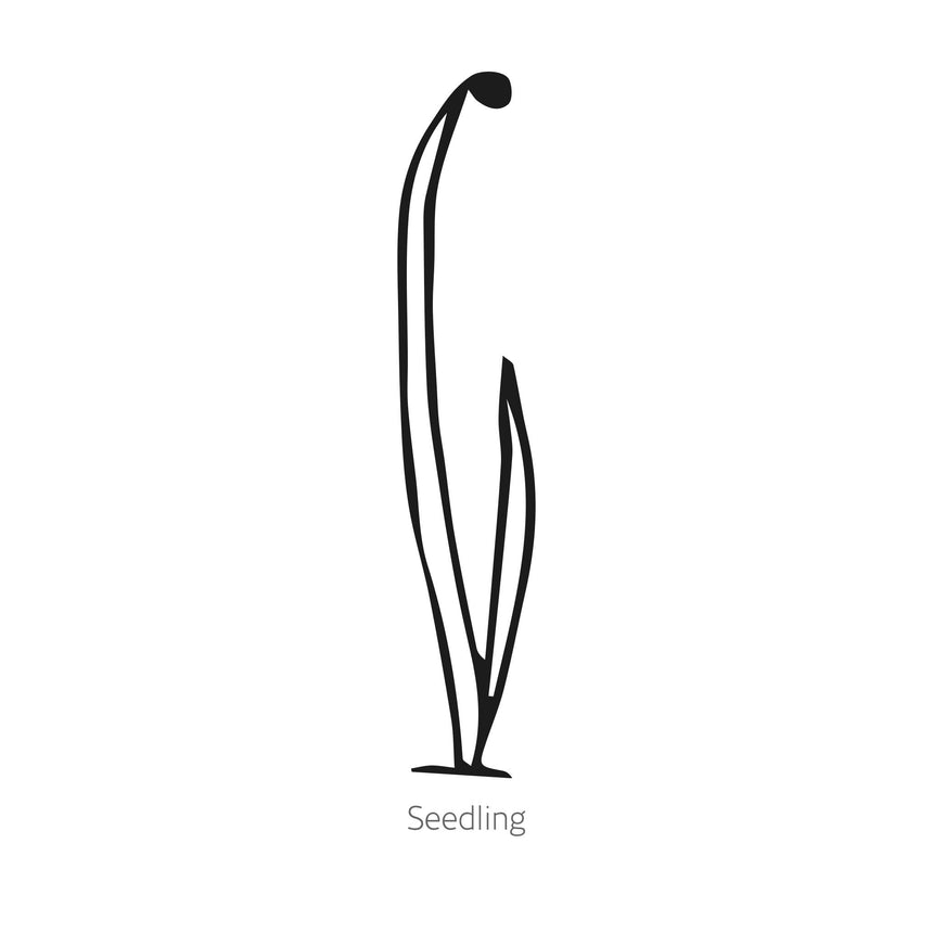 Solbunch Bunching/Scallion Onion Seeds