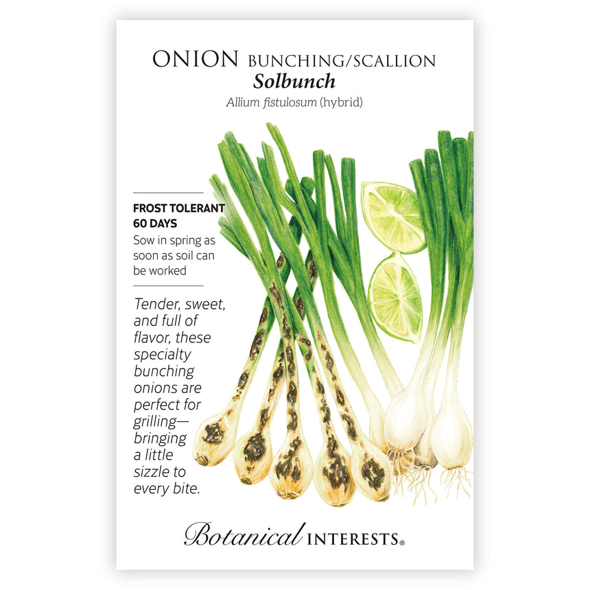 Solbunch Bunching/Scallion Onion Seeds