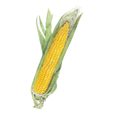 Bodacious Sweet Corn Seeds