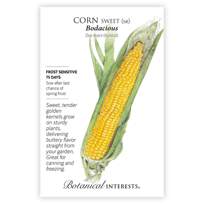 Bodacious Sweet Corn Seeds
