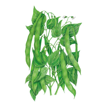 Roma II Bush Bean Seeds