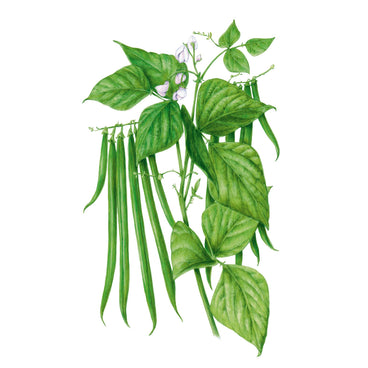 Antigua Bush Bean Seeds