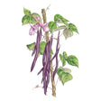 Majesty Pole Bean Seeds
