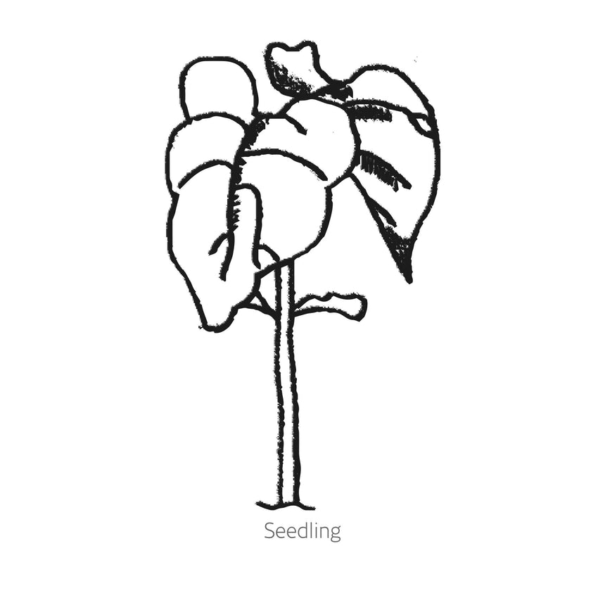 Majesty Pole Bean Seeds
