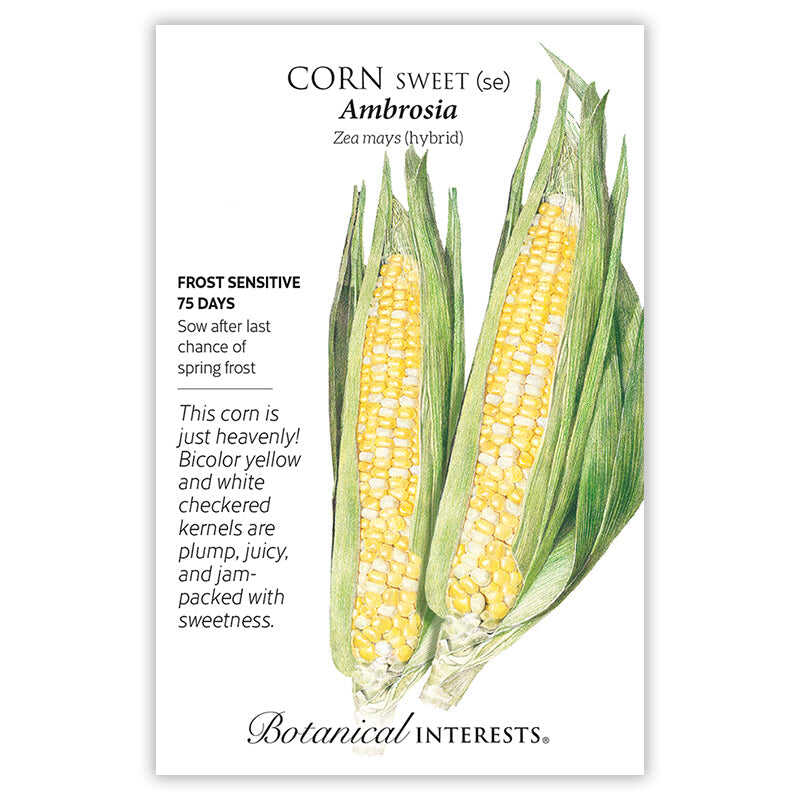 Ambrosia Sweet Corn Seeds – Botanical Interests