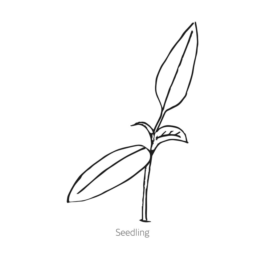 Delite Blend Sweet Snacking Pepper Seeds