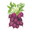 Purple Plum Radish Seeds