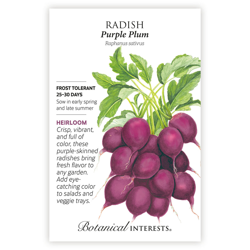 Purple Plum Radish Seeds