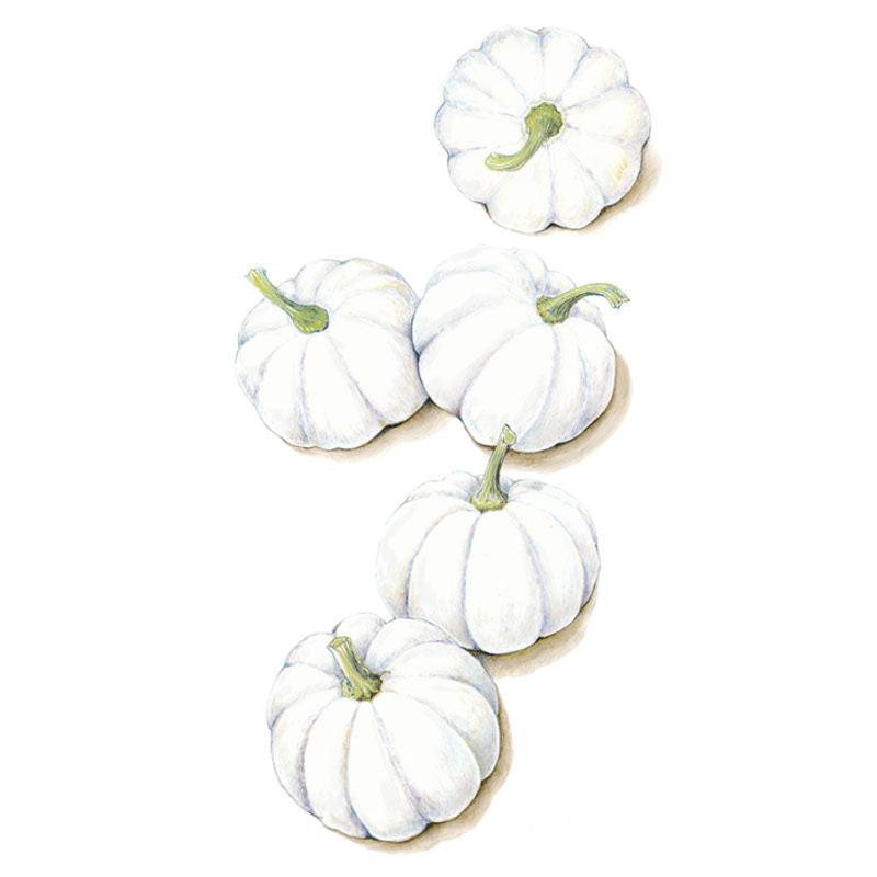 Casperita Pumpkin Seeds