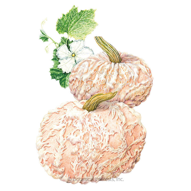 Galeux d’Eysines Pumpkin Seeds