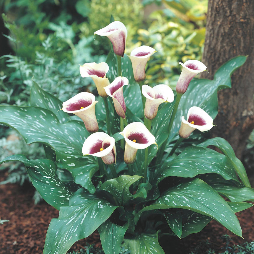 Vermeer Calla Lily Bulbs