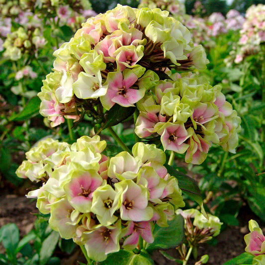 Creme de la Creme Hardy Tall Phlox