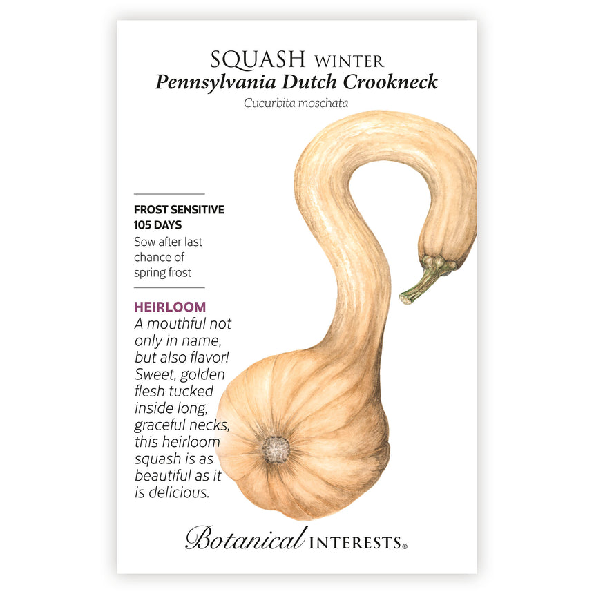 Pennsylvania Dutch Crookneck Winter Squash Seeds