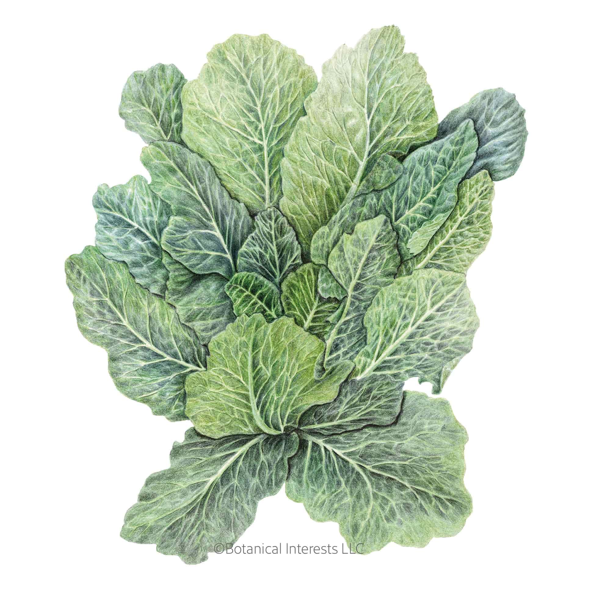 Top Bunch 2.0 Collards Seeds – Botanical Interests