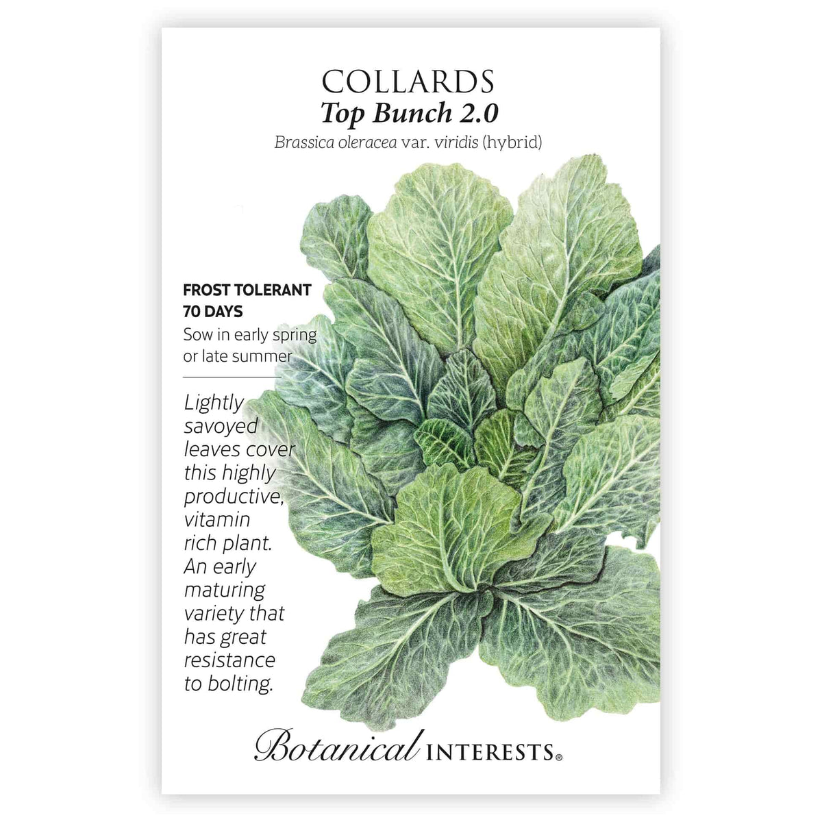 Pyper Collard Top Bunch 2.0 Collards Seeds – Botanical Interests