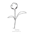 Javelin Parsnip Seeds