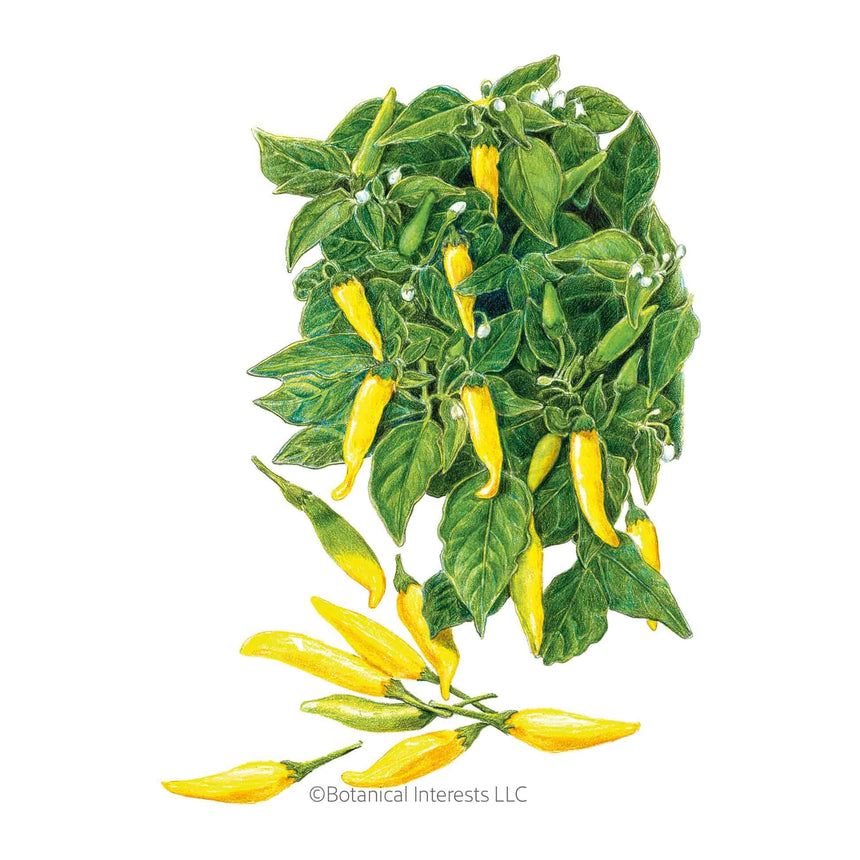 chili plants from seed Lemon Drop Chile Pepper Seeds – Botanical Interests