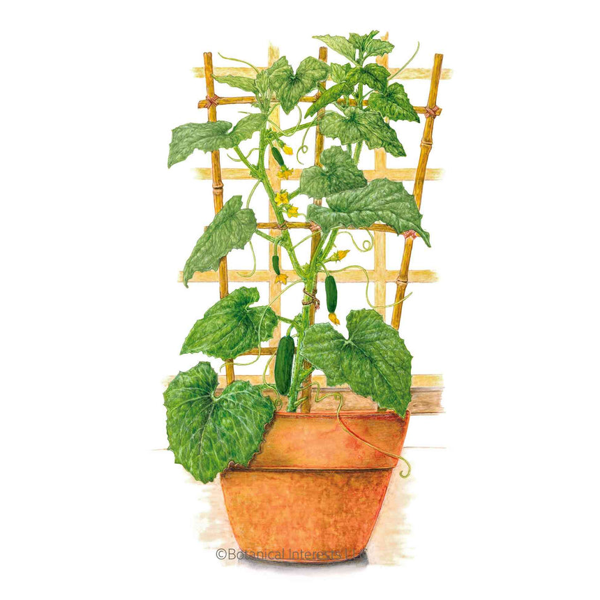 planting cucumber seeds in containers Quick Snack Cucumber Seeds – Botanical Interests