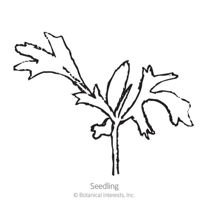 Madonna Blend Lace Flower Seeds