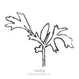 Madonna Blend Lace Flower Seeds