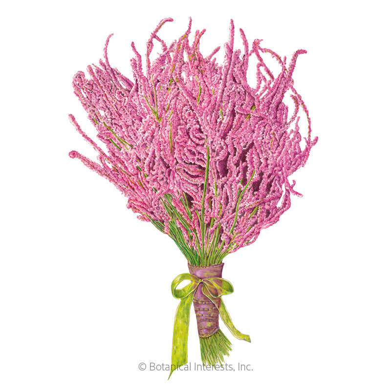 Russian Statice Seeds – Botanical Interests