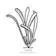 Russian Statice Seeds