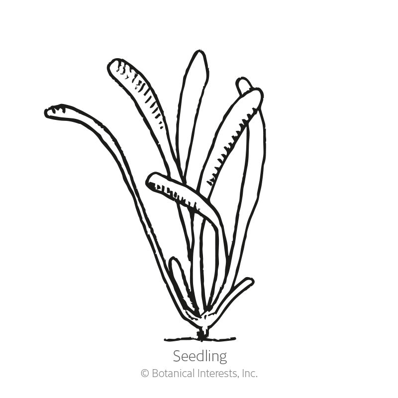 Russian Statice Seeds
