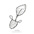 Black-Eyed Susan Seeds