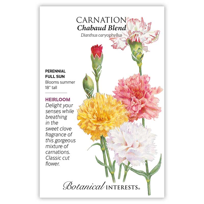 carnation flower seeds for sale Chabaud Blend Carnation Seeds