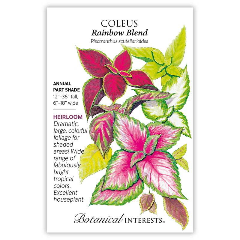 Rainbow Blend Coleus Seeds