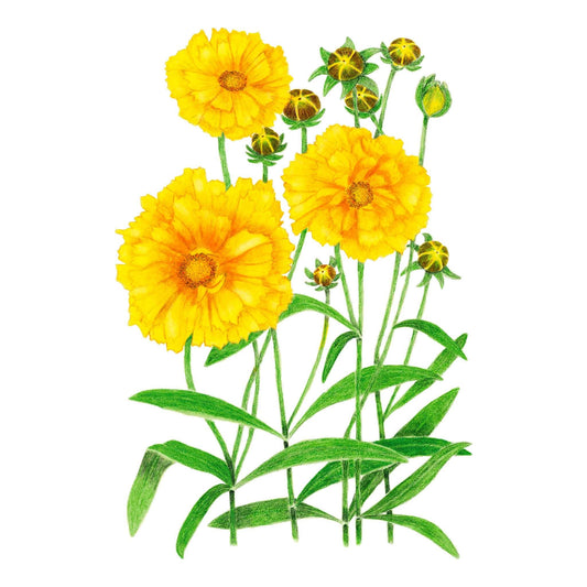 Double Sunburst Coreopsis Seeds