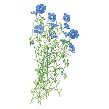 blue flax flower seeds Blue and Breezy Flax Seeds – Botanical Interests