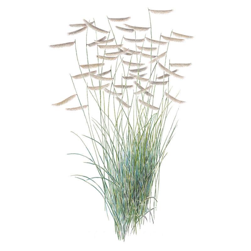 Blue Grama Grass Seeds