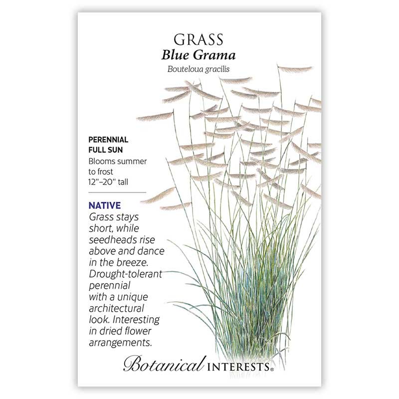 grass seeds to plant in summer Blue Grama Grass Seeds