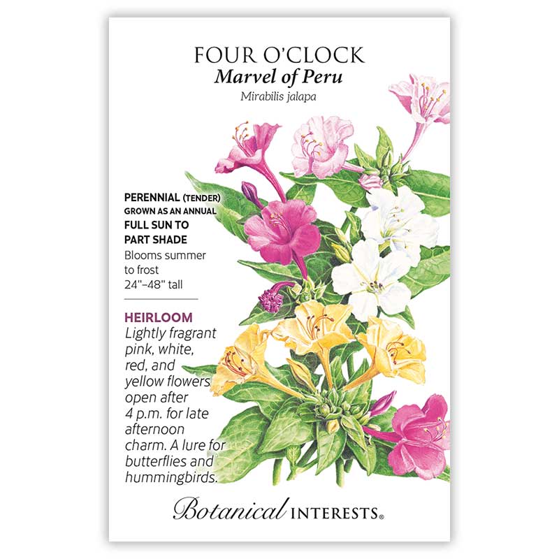 10 o'clock flower seeds Marvel Of Peru Four O'Clock Seeds