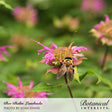 Lambada Bee Balm Seeds
