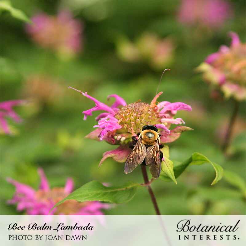bee balm seeds from flower Lambada Bee Balm Seeds – Botanical Interests