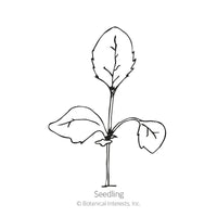 Gloxiniiflora Blend Foxglove Seeds