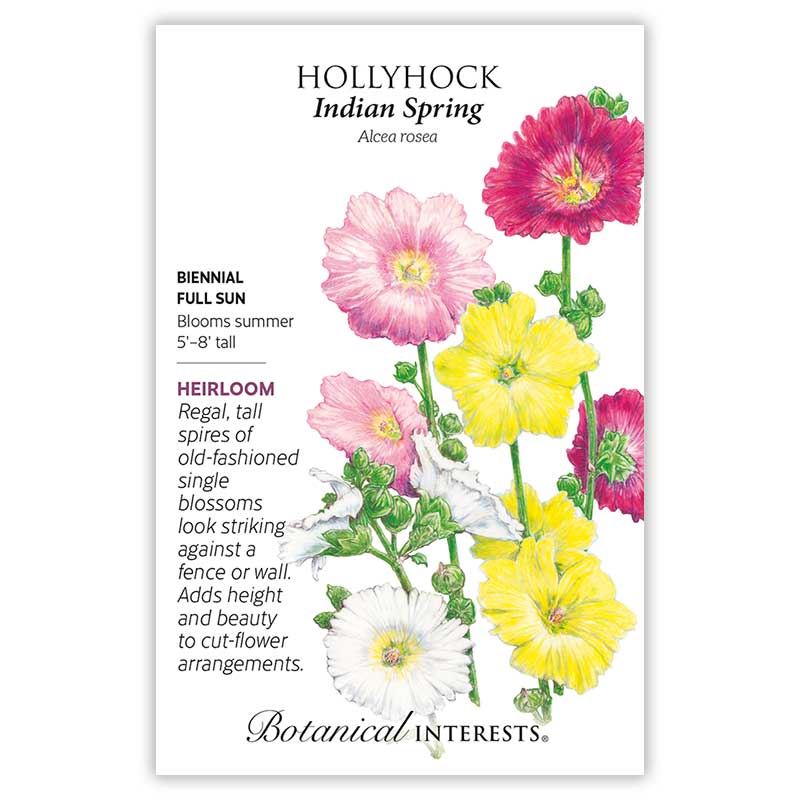 planting hollyhock seeds in spring Indian Spring Hollyhock Seeds