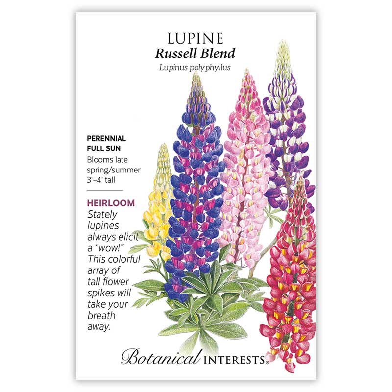 planting russell lupine seeds Russell Blend Lupine Seeds