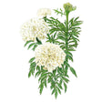 Kilimanjaro White African Marigold Seeds