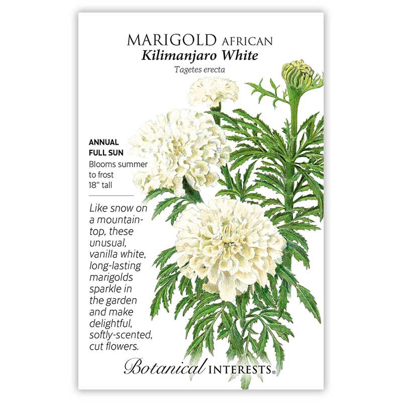 white marigold seeds Kilimanjaro White African Marigold Seeds