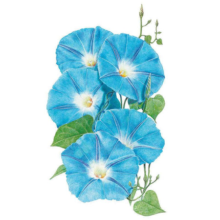 heavenly blue morning glory seeds Heavenly Blue Morning Glory Seeds – Botanical Interests