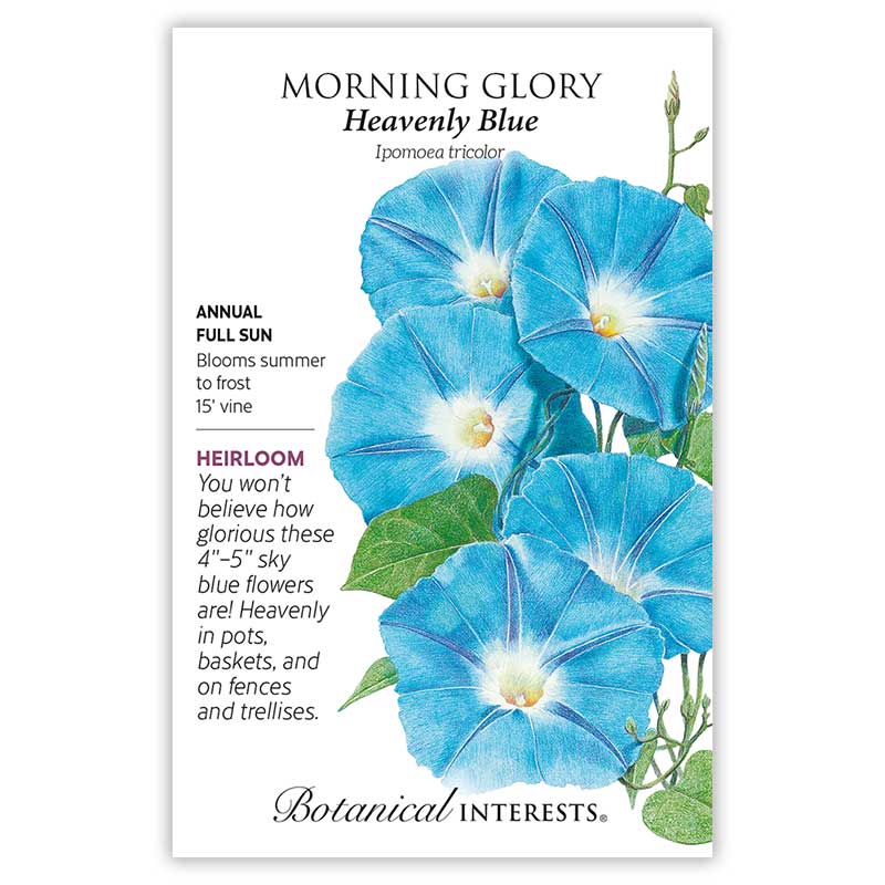 Heavenly Blue Morning Glory Seeds