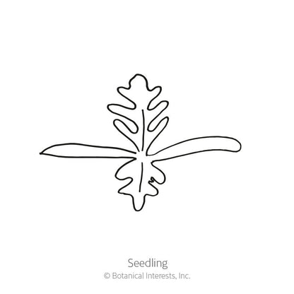 Nudicaule Blend Iceland Poppy Seeds
