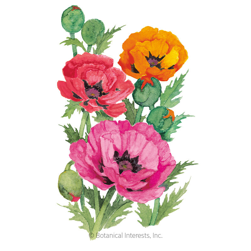 Oriental Blend Oriental Poppy Seeds