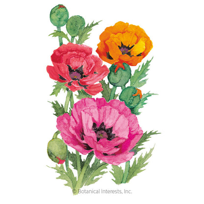 Oriental Blend Oriental Poppy Seeds